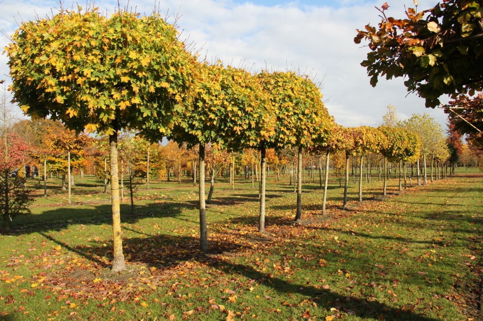 Welke Bomen Zijn Geschikt Voor De Kleine Tuin